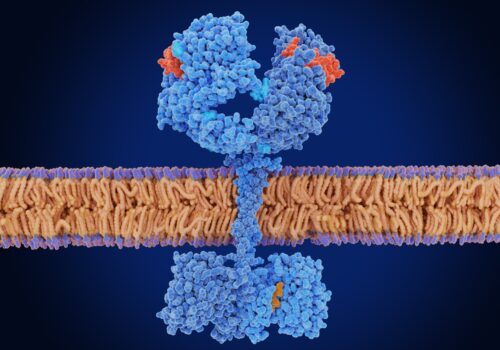 EGF (red) binds to and activates its receptor