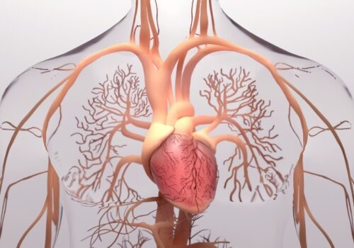 A digital 3D illustration of the human heart anatomy with venous system to illustrate the new Clinical Excellence in Respiratory Care event session on pulmonary hypertension