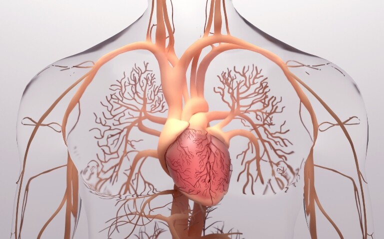 A digital 3D illustration of the human heart anatomy with venous system to illustrate the new Clinical Excellence in Respiratory Care event session on pulmonary hypertension