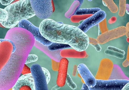 gut microbiome and intestinal inflammation