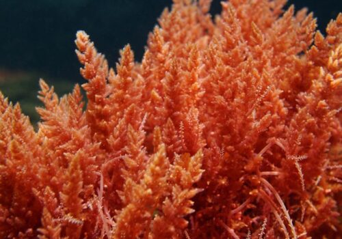 red algae component shows benefit in COVID
