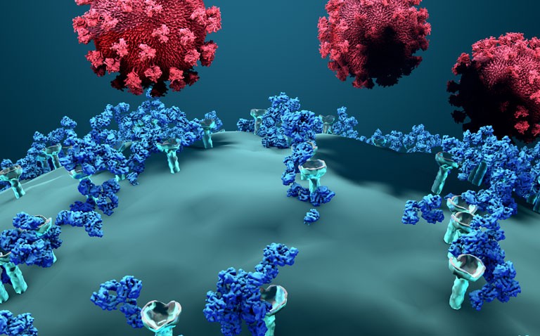 COVID antibodies