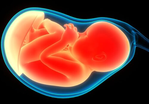 antibody transfer in pregnancy