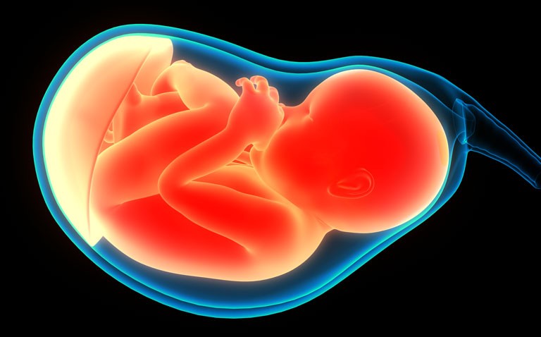 antibody transfer in pregnancy