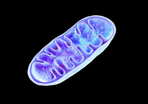 mitochondrial DNA as severe COVID marker