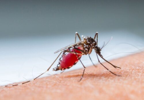 Combined thin film and rapid diagnostic test an effective malaria screen