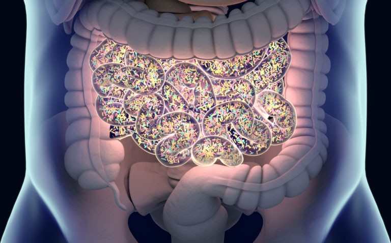 gut microbiota
