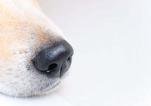 Distinct COVID1-9 odour detectable by trained dogs