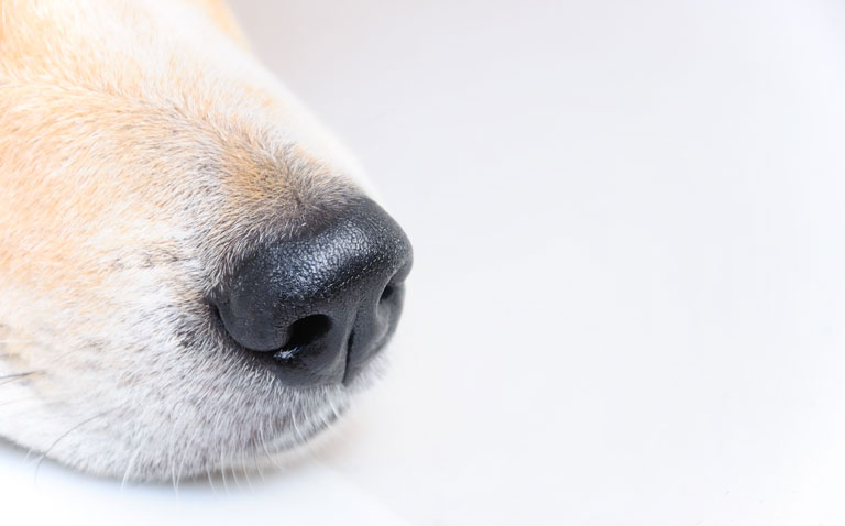 Distinct COVID1-9 odour detectable by trained dogs