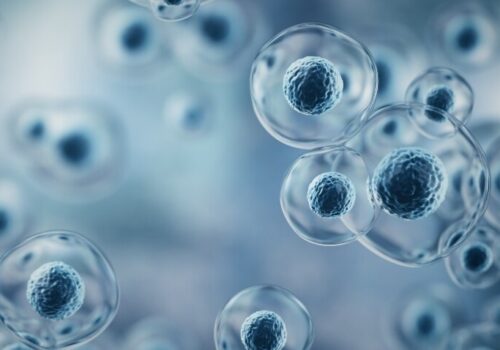 A 3D rendering of embryonic stem cells to illustrate a new hematoid model as a blueprint for future stem cell therapies