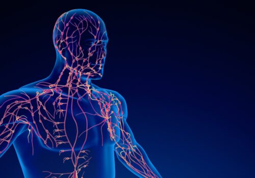 A 3D digital illustration of the human lymphatic system to illustrate the finding that imaging outperforms clinical examination in cSCC nodal staging