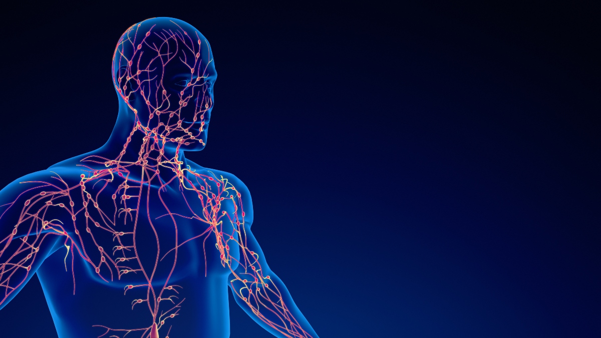 A 3D digital illustration of the human lymphatic system to illustrate the finding that imaging outperforms clinical examination in cSCC nodal staging