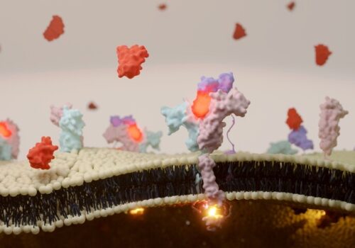 3D illustration of interleukin-2 receptor binding on T cell surface to illustrate the finding that intralesional IL-2 shows promise for patients with hard-to-treat cSCC