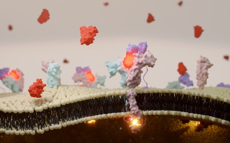 3D illustration of interleukin-2 receptor binding on T cell surface to illustrate the finding that intralesional IL-2 shows promise for patients with hard-to-treat cSCC