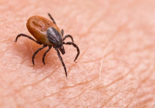 Lyme disease vaccine candidate VLA15 enters phase 3 trial