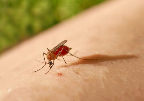 Malaria monoclonal antibody protects against controlled infection