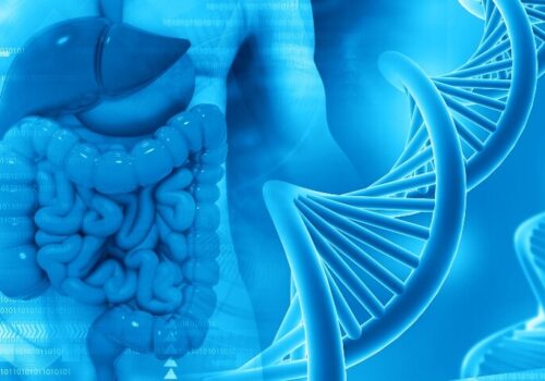 3D illustration of a human digestive system with DNA strand in blue tones to represent the uncovering of the mechanism linking acute exercise to DNA repair in colon cancer cells