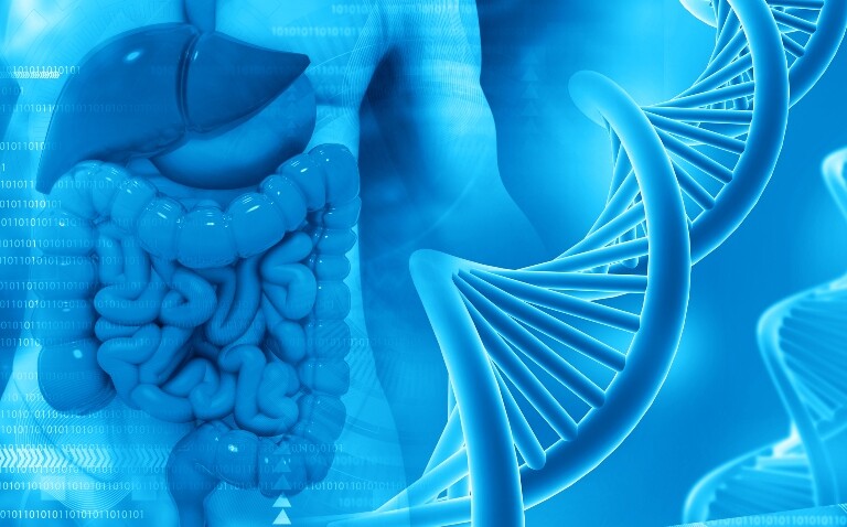 3D illustration of a human digestive system with DNA strand in blue tones to represent the uncovering of the mechanism linking acute exercise to DNA repair in colon cancer cells
