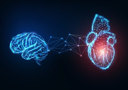 A wire frame illustration of a human brain and heart connected by a line and dot structure to illustrate the connection between mental disorders and increased risk of acute coronary syndrome