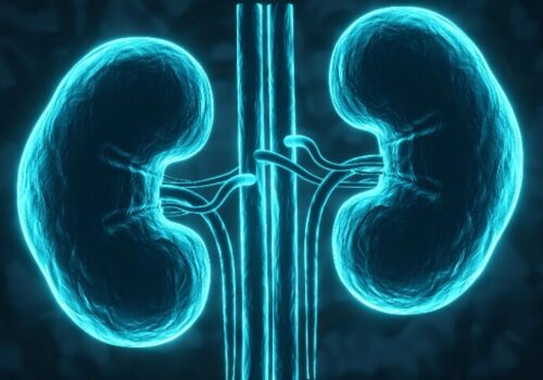 A digital illustration of glowing human kidneys on a blue background to illustrate the NICE approval of obinutuzumab for lupus nephritis