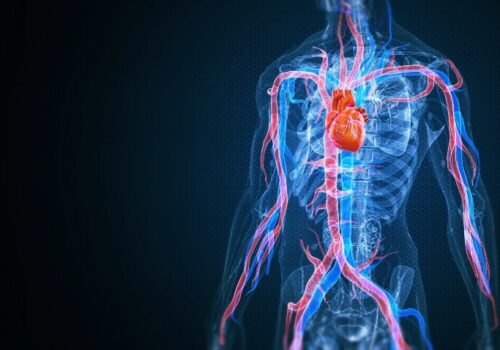A digital illustration of a transparent human body with the heart and aorta highlighted in red to illustrate the potential for risk stratification in bicuspid aortic valve disease via [18F]-sodium fluoride PET-CT imaging