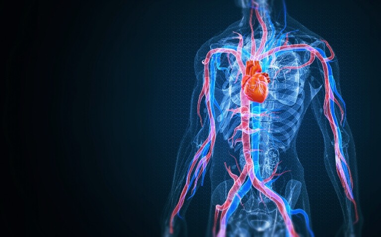 A digital illustration of a transparent human body with the heart and aorta highlighted in red to illustrate the potential for risk stratification in bicuspid aortic valve disease via [18F]-sodium fluoride PET-CT imaging