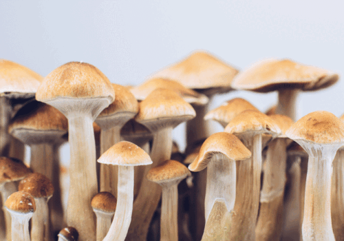 Psilocybin effective for treatment-resistant major depression