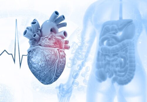 An ECG trace running into a human heart with blood cells and a human body with the digestive tract highlighted in the background to illustrate a risk calculator with gut-derived biomarkers improving heart failure prognostication