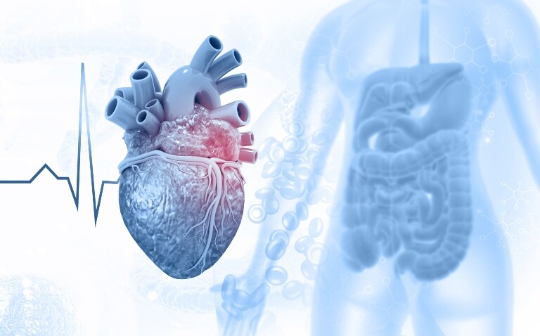 An ECG trace running into a human heart with blood cells and a human body with the digestive tract highlighted in the background to illustrate a risk calculator with gut-derived biomarkers improving heart failure prognostication