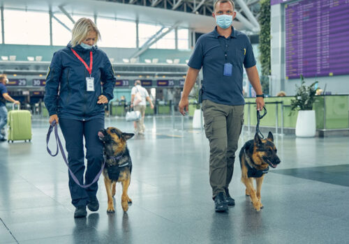 Scent dogs have comparable accuracy to PCR for detecting COVID-19 infected individuals