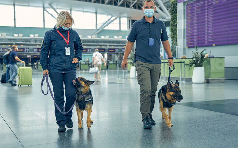 Scent dogs have comparable accuracy to PCR for detecting COVID-19 infected individuals