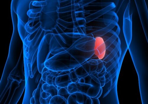 A digital illustration of a transparent human body in different shades of blue with the spleen highlighted in red to illustrate that splenomegaly on routine imaging signals higher cancer and liver disease risk
