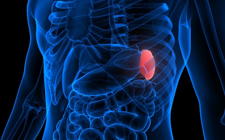 A digital illustration of a transparent human body in different shades of blue with the spleen highlighted in red to illustrate that splenomegaly on routine imaging signals higher cancer and liver disease risk