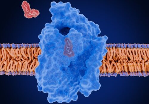The sodium-glucose cotransporter 2 blocked by an SGLT2 inhibitor reducing blood glucose levels to illustrate the finding that SGLT2 inhibitors have superior renal benefits than GLP-1RA in type 2 diabetes