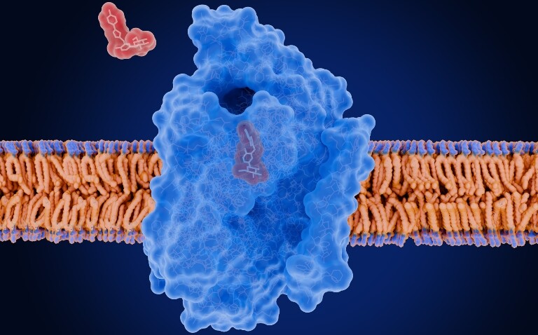 The sodium-glucose cotransporter 2 blocked by an SGLT2 inhibitor reducing blood glucose levels to illustrate the finding that SGLT2 inhibitors have superior renal benefits than GLP-1RA in type 2 diabetes