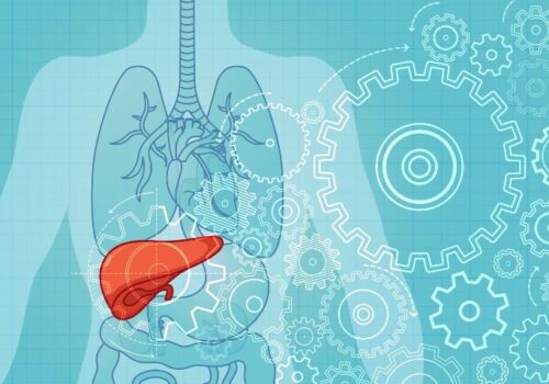 Stylized medical illustration of a human torso with internal organs outlined