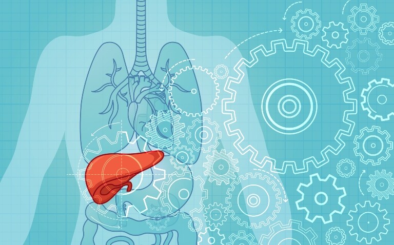 Stylized medical illustration of a human torso with internal organs outlined