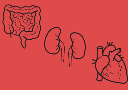 A black outline drawing of intestines, kidneys and a heart on a red background to illustrate the finding that gut microbiome changes may signal CVD before symptoms appear due to a gut microbiome–kidney–heart axis