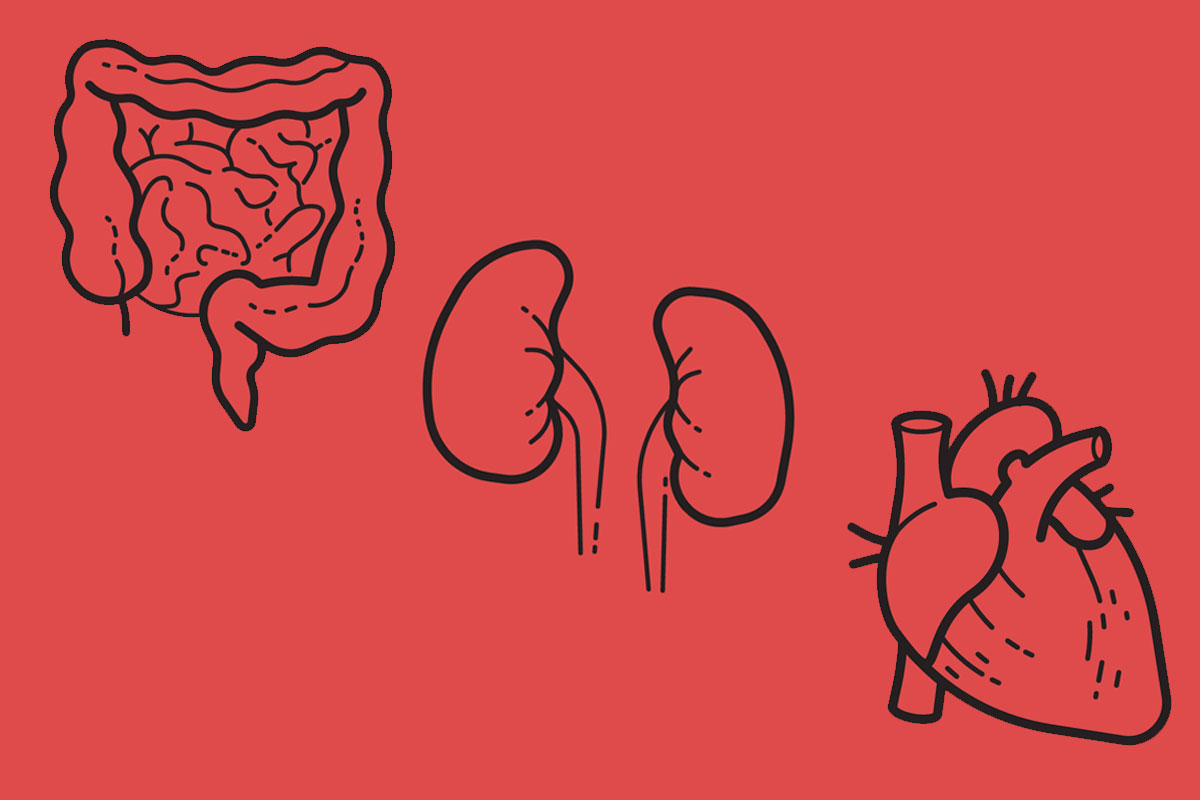 A black outline drawing of intestines, kidneys and a heart on a red background to illustrate the finding that gut microbiome changes may signal CVD before symptoms appear due to a gut microbiome–kidney–heart axis