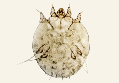 A microscopic view of a Sarcoptes scabiei to illustrate the finding that higher-dose ivermectin combined with permethrin offers no advantage over standard regimen for severe scabies