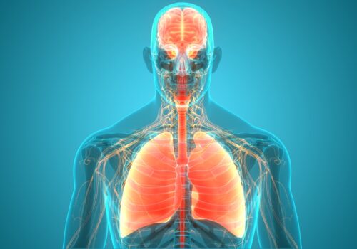 Transparent anatomical illustration of the upper human body showing the brain, airways and lungs highlighted in red and orange against a blue background to illustrate targeted therapy being favoured for asymptomatic brain metastases in oncogene-driven NSCLC