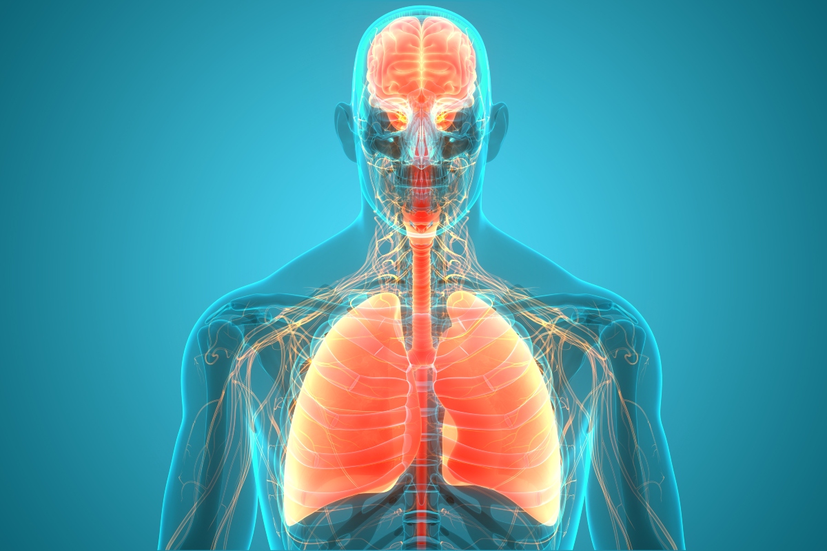Transparent anatomical illustration of the upper human body showing the brain, airways and lungs highlighted in red and orange against a blue background to illustrate targeted therapy being favoured for asymptomatic brain metastases in oncogene-driven NSCLC